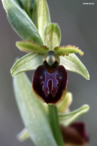 Ophrys des Olonnes