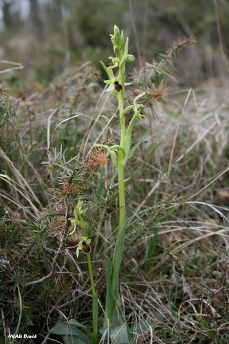 Ophrys petite araignée 2
