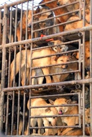 sauvetage chiens malheureux cage chine 2011 avril