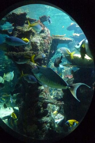 nausicaa 2013 07
