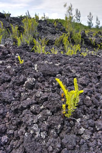 ile-reunion-coulee-lave-fougere-nephrolepis-abrupta
