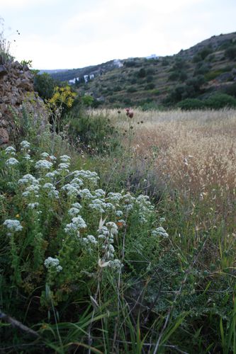 origan-019.JPG