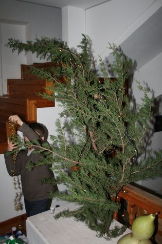 sapin-022.JPG