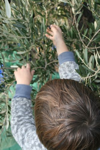 olives-008.JPG