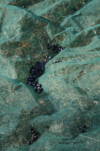 olives-012.JPG
