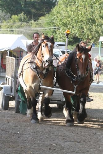 fete-vache-nantaise 1050