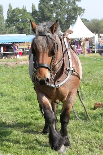 fete-vache-nantaise 1216