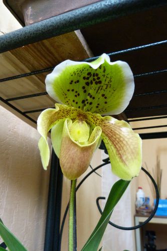 Paphiopedilum Sixpense x Hoopla -dec 2011 (1)