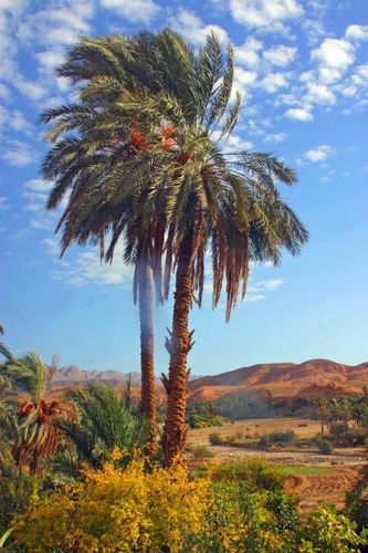Palmiers-de-Batna.jpg