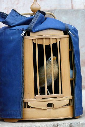 246 un bel oiseau en cage
