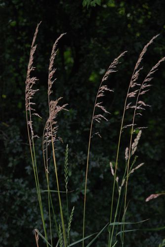 herbes-2.jpg