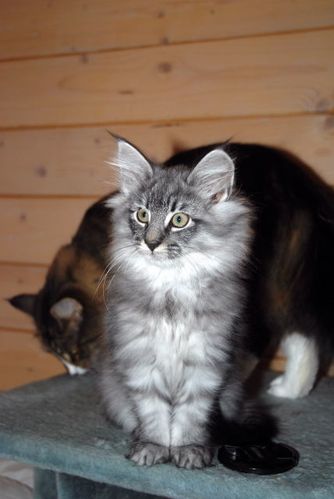 FINLO ET SA MAMAN 121220100001