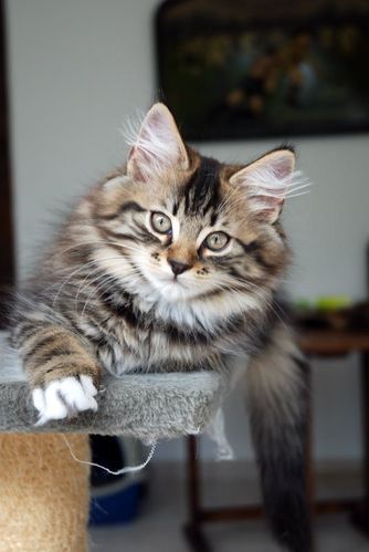 FIGARO-080820100001_1-copie-1.JPG