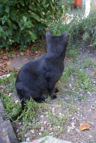 Mon chat : Noiraud le 17/08/2010 -3
