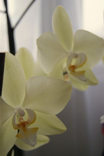 100313 orchidees (10)