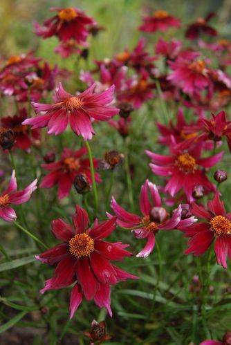 coreopsis--2-.JPG