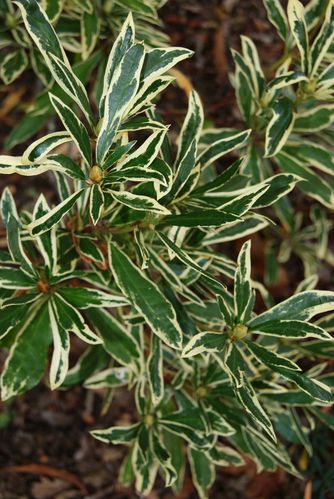 rhododendron-panache-de-blanc.JPG