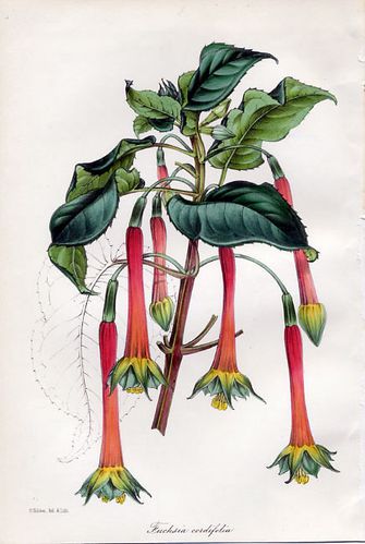 cordifolia1