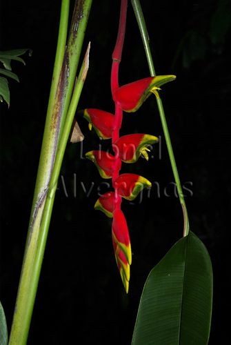 Bali---paradise-bird-flowers.jpg