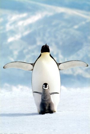 annee-2011-pingouin.jpg