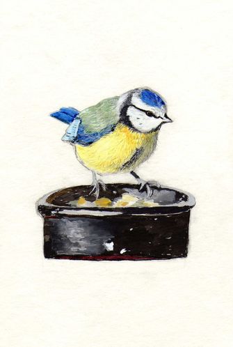 mesange capucyne.7