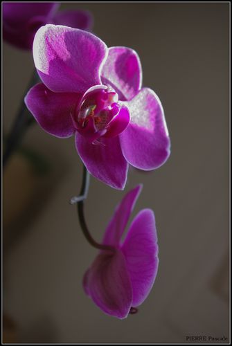orchidée - Pascale P