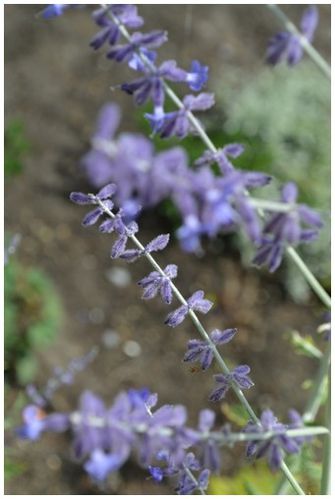 Perovskia-atripicifolia-Blue-Spire.JPG