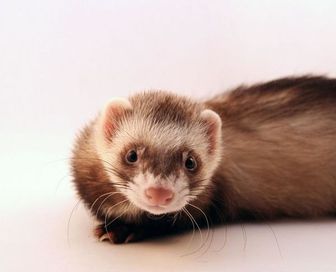 http://img.over-blog.com/336x350/1/87/01/41//furet.jpg