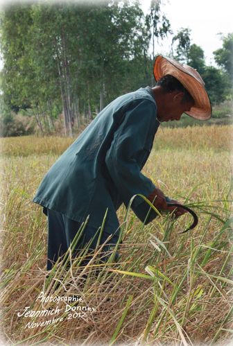 riz 115 copie copie