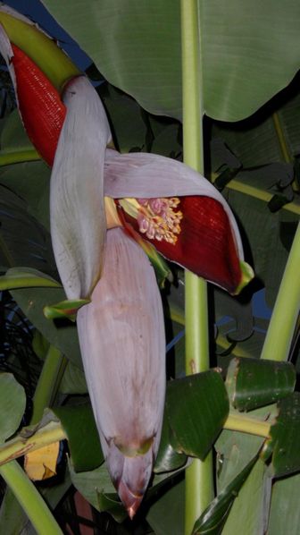 bananes5