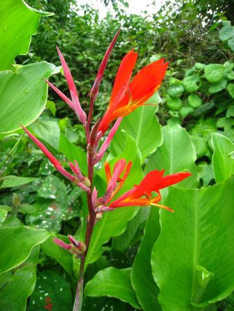 canna-fleur-congo-2012
