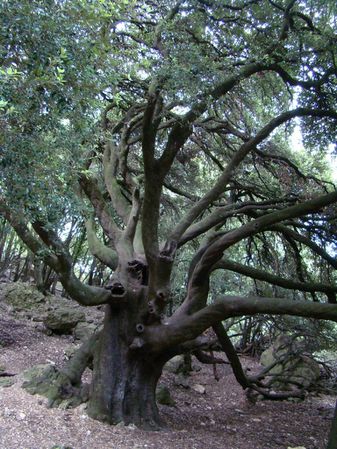 Forêt de chênes verts pluricentenaires 3