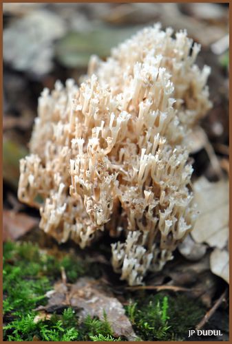 CHAMPIGNON CLAVARIA PYXIDATA-2013-10-02 - 0002