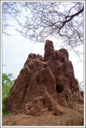 thermitiere du parc Manyara