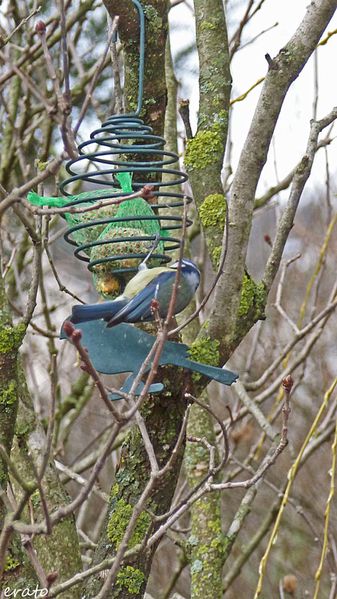 oiseaux-012a.jpg