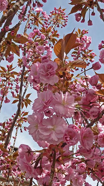 fleurs-009a.jpg
