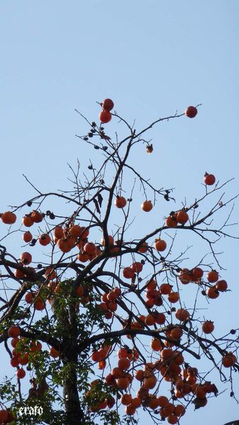 18nov2011-plaqueminier-012a.jpg