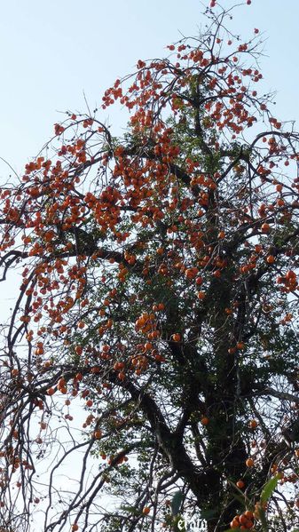 18nov2011-plaqueminier-014a.jpg