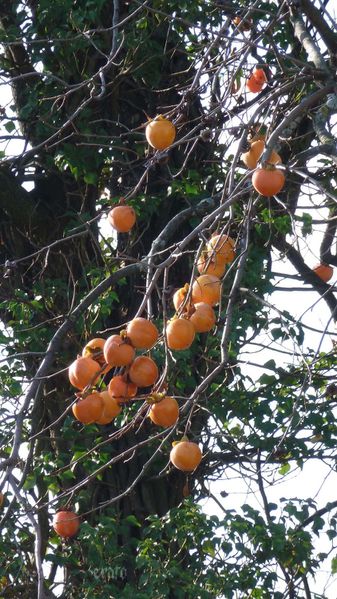 18nov2011-plaqueminier-015a.jpg