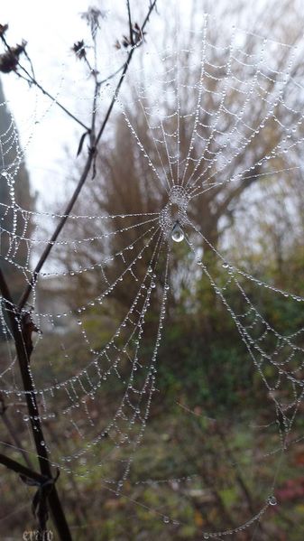 11-dec.-2011--fils-de-rosee--brouillard-024a.jpg