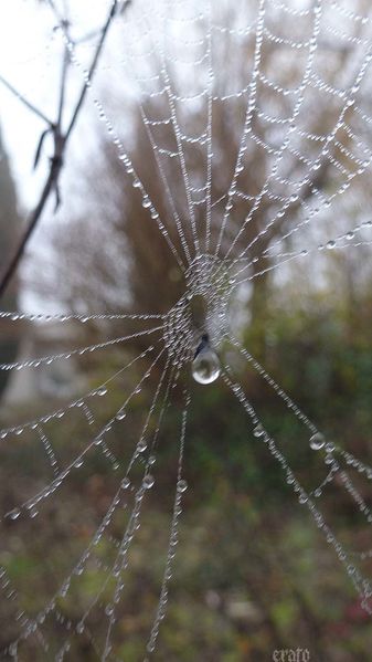11 déc. 2011- fils de rosée- brouillard 025a