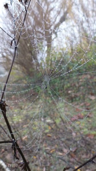 11-dec.-2011--fils-de-rosee--brouillard-027a.jpg