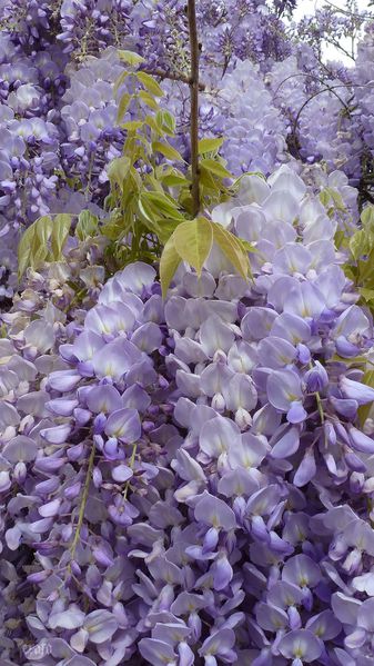 10avril2012---glycine-004a.jpg