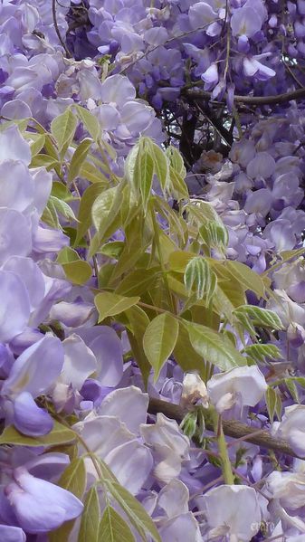 10avril2012---glycine-005a.jpg