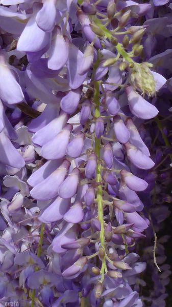 10avril2012---glycine-007a.jpg