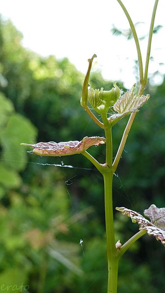 2juin2012--fleurs-051a.jpg