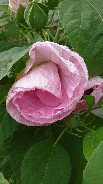 7juillet2012--hibiscus-cigale-009a.jpg