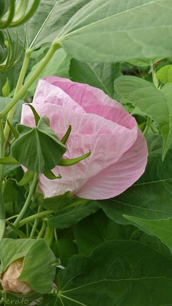 7juillet2012--hibiscus-cigale-010a.jpg