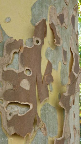 23juillet-2012--ecorce-009a.jpg