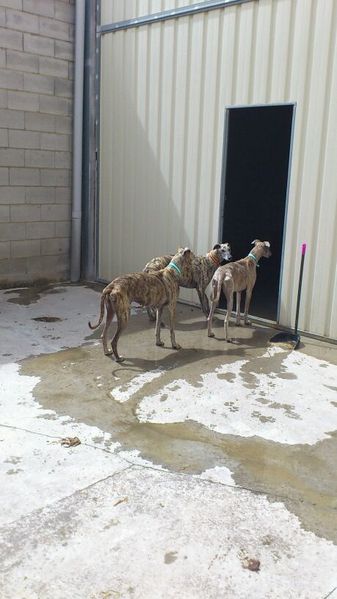 galgos--5-.jpg